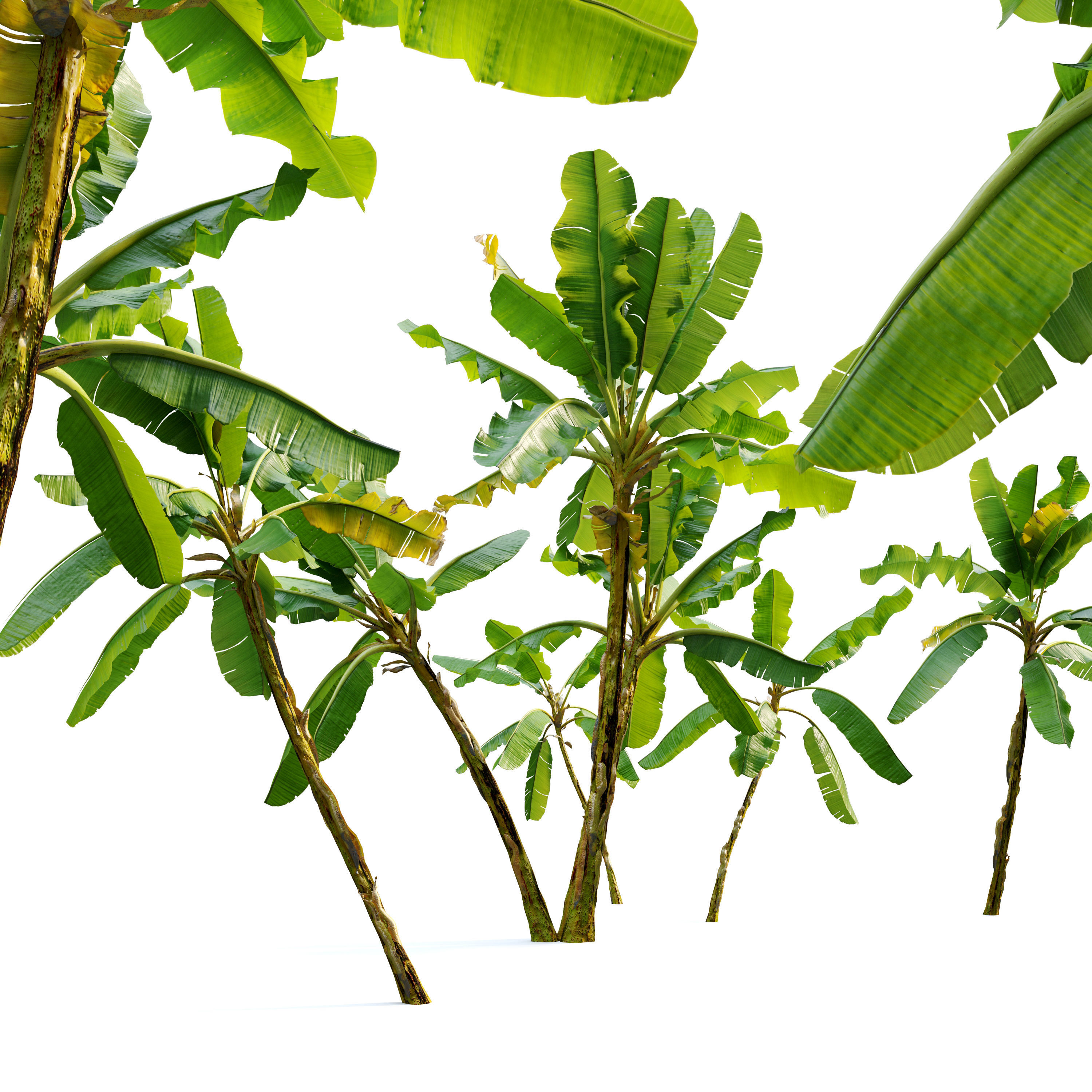 Banana tree 02 3D model_4