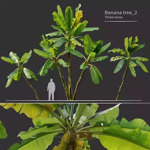 Banana tree 02 3D model