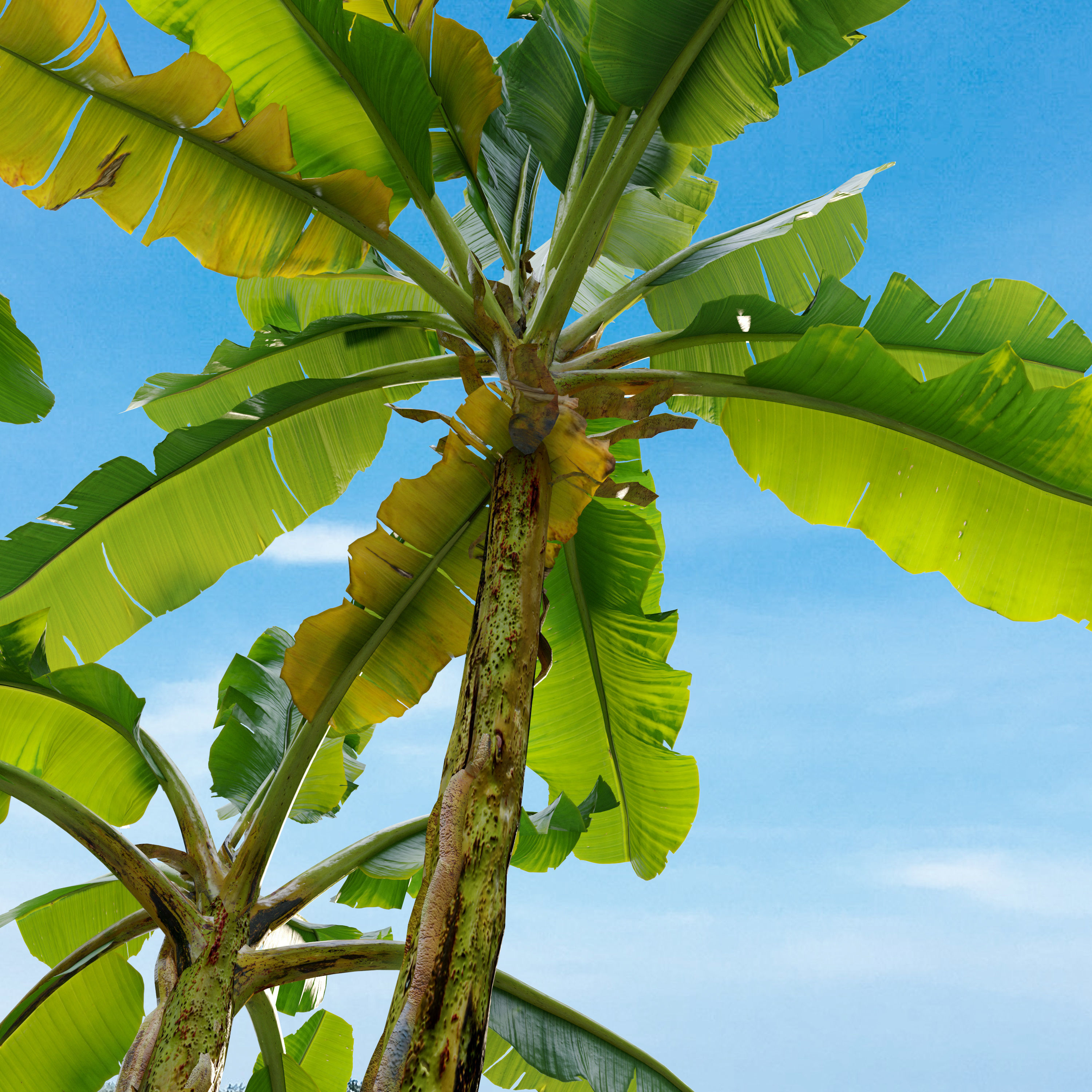 Banana tree 02 3D model_1