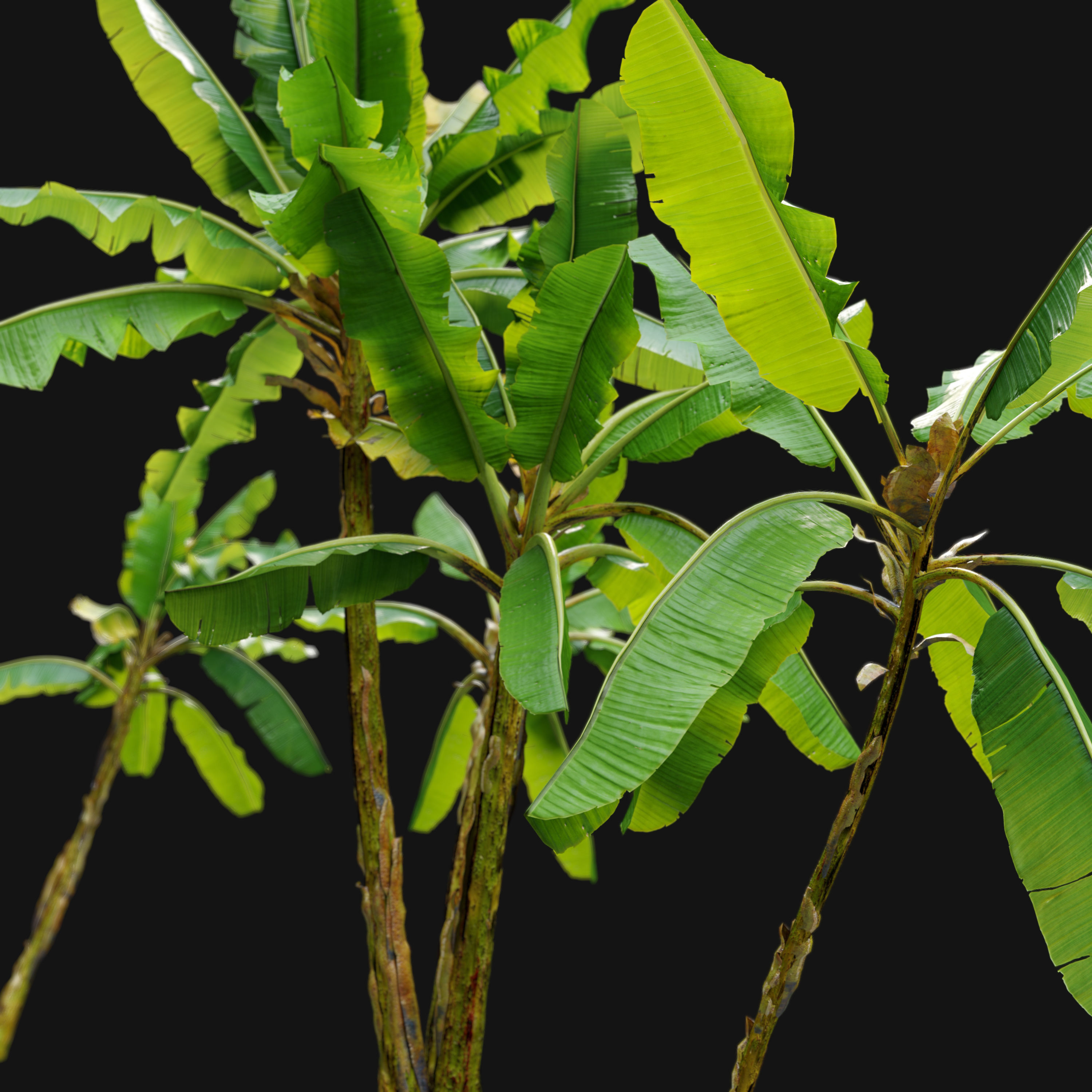 Banana tree 02 3D model_2