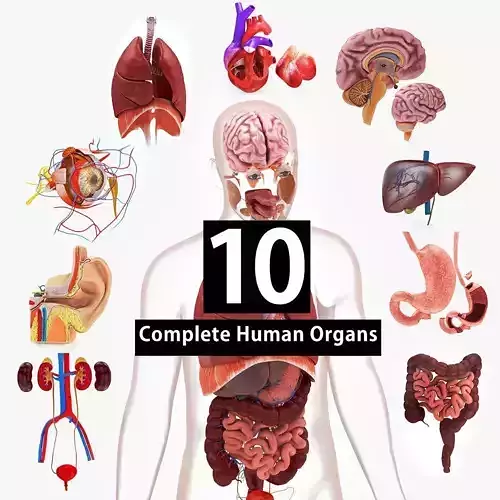 10 Complete Human Organs Low-poly 3D model