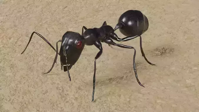 Realistic Black Ant 