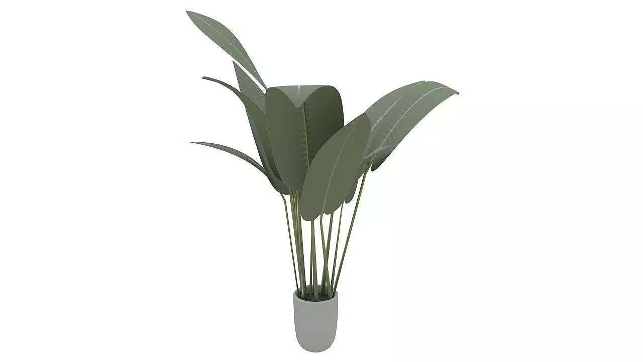 Babana plant 3D model_0