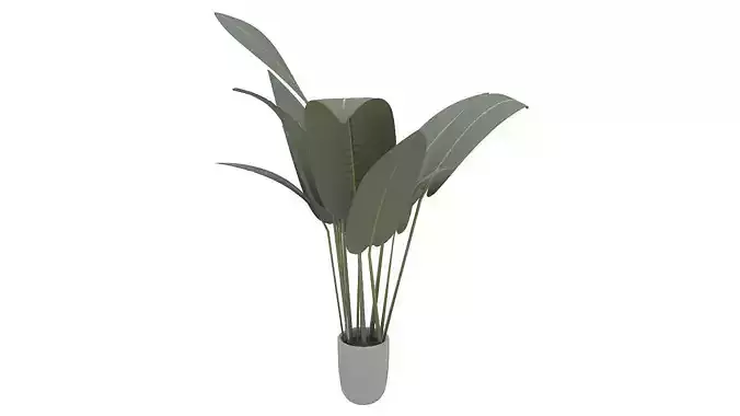 Babana plant 3D model