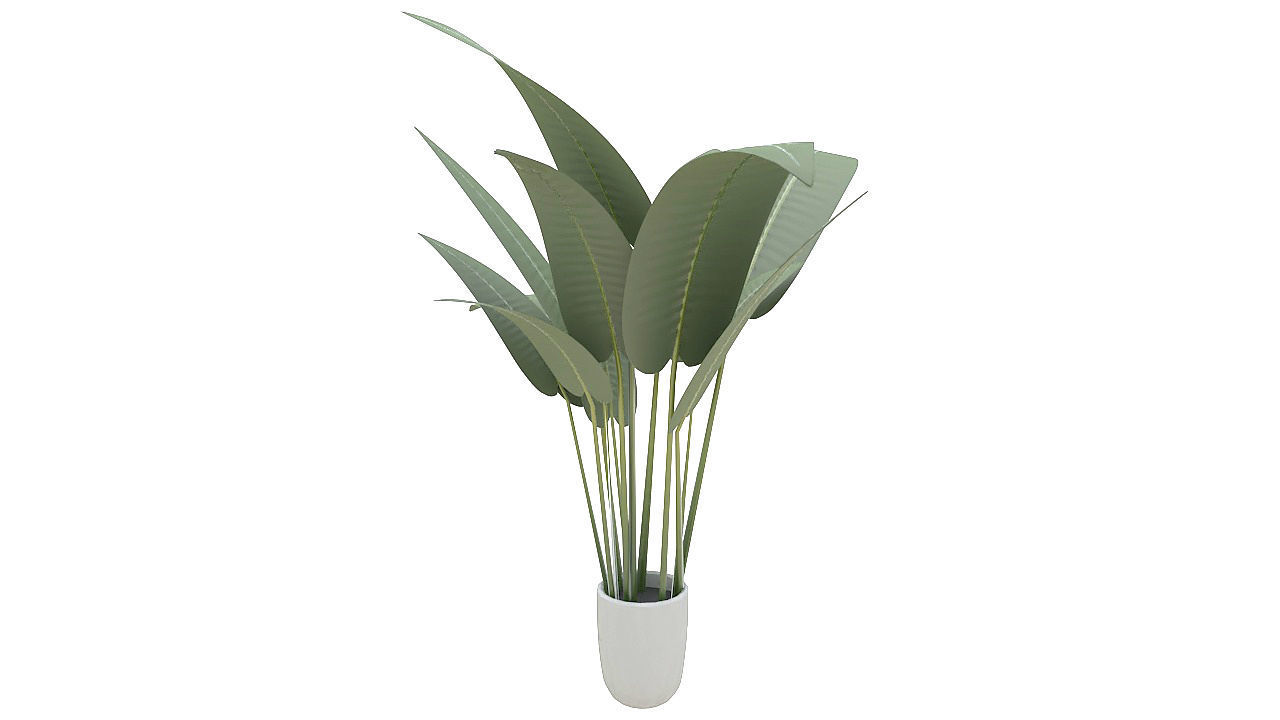 Babana plant 3D model_6