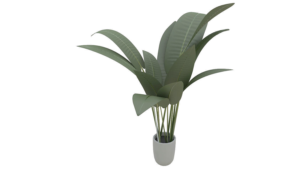 Babana plant 3D model_4