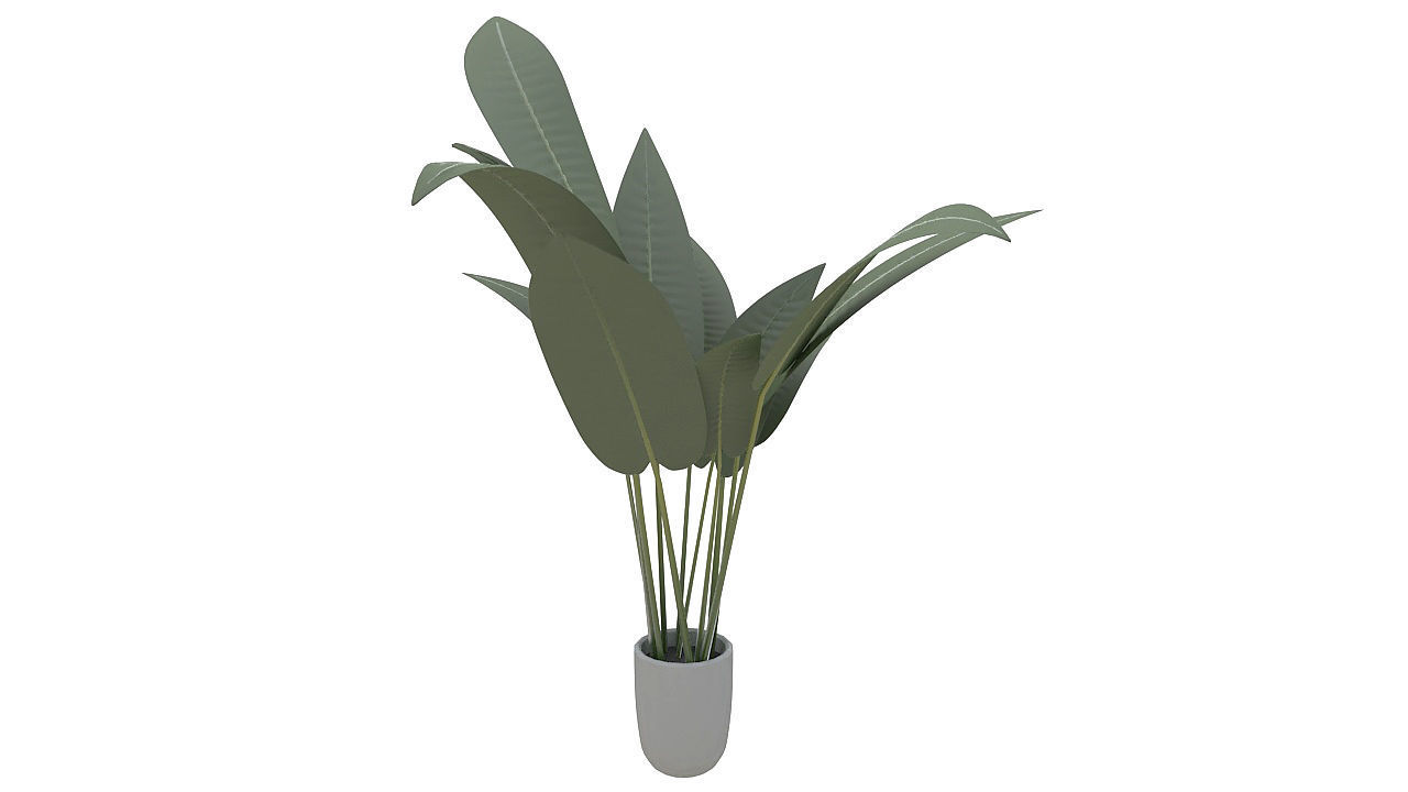 Babana plant 3D model_1