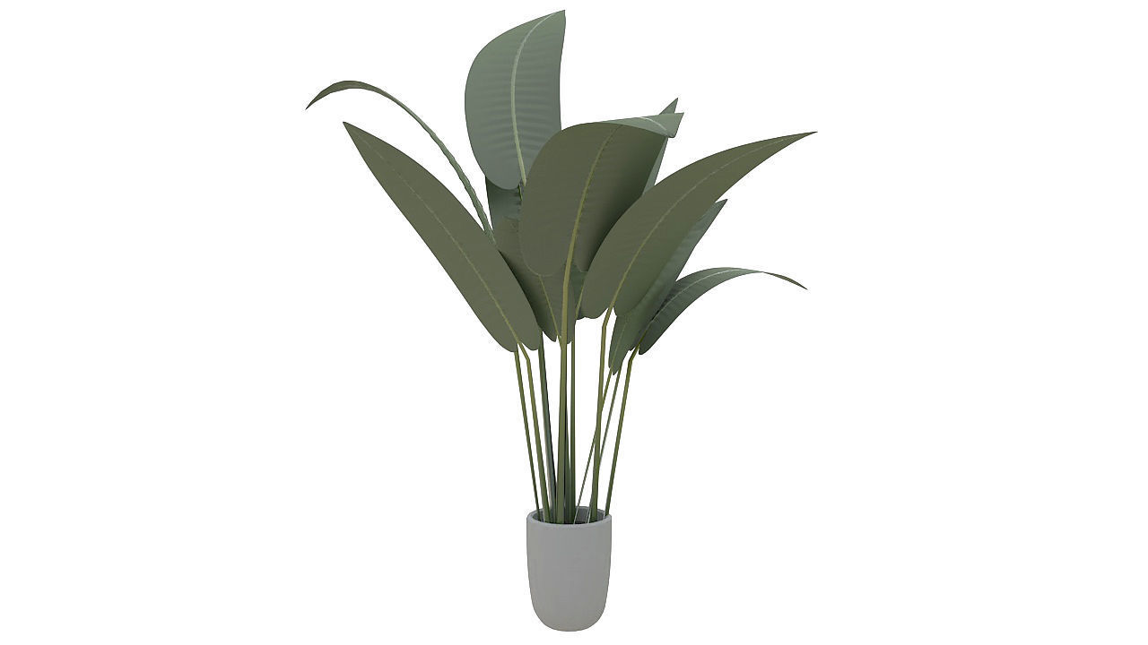 Babana plant 3D model_2