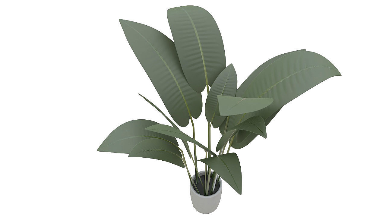 Babana plant 3D model_5