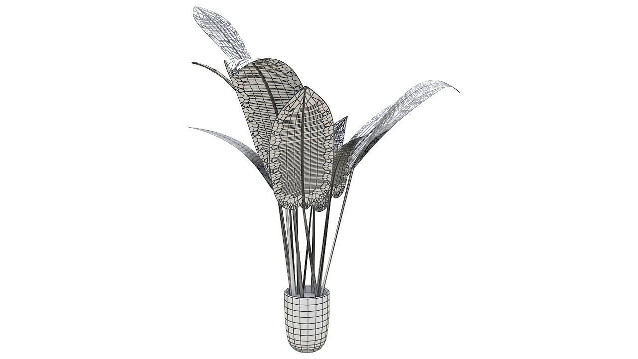 Babana plant 3D model_8