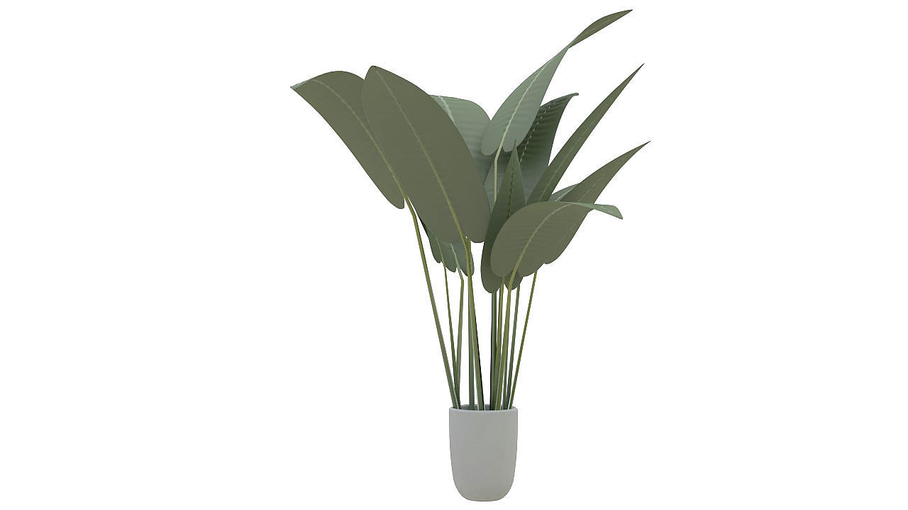 Babana plant 3D model_3