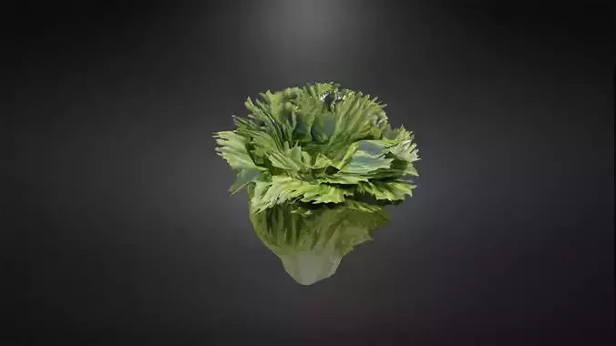Lettuce bok choy Low-poly 3D model