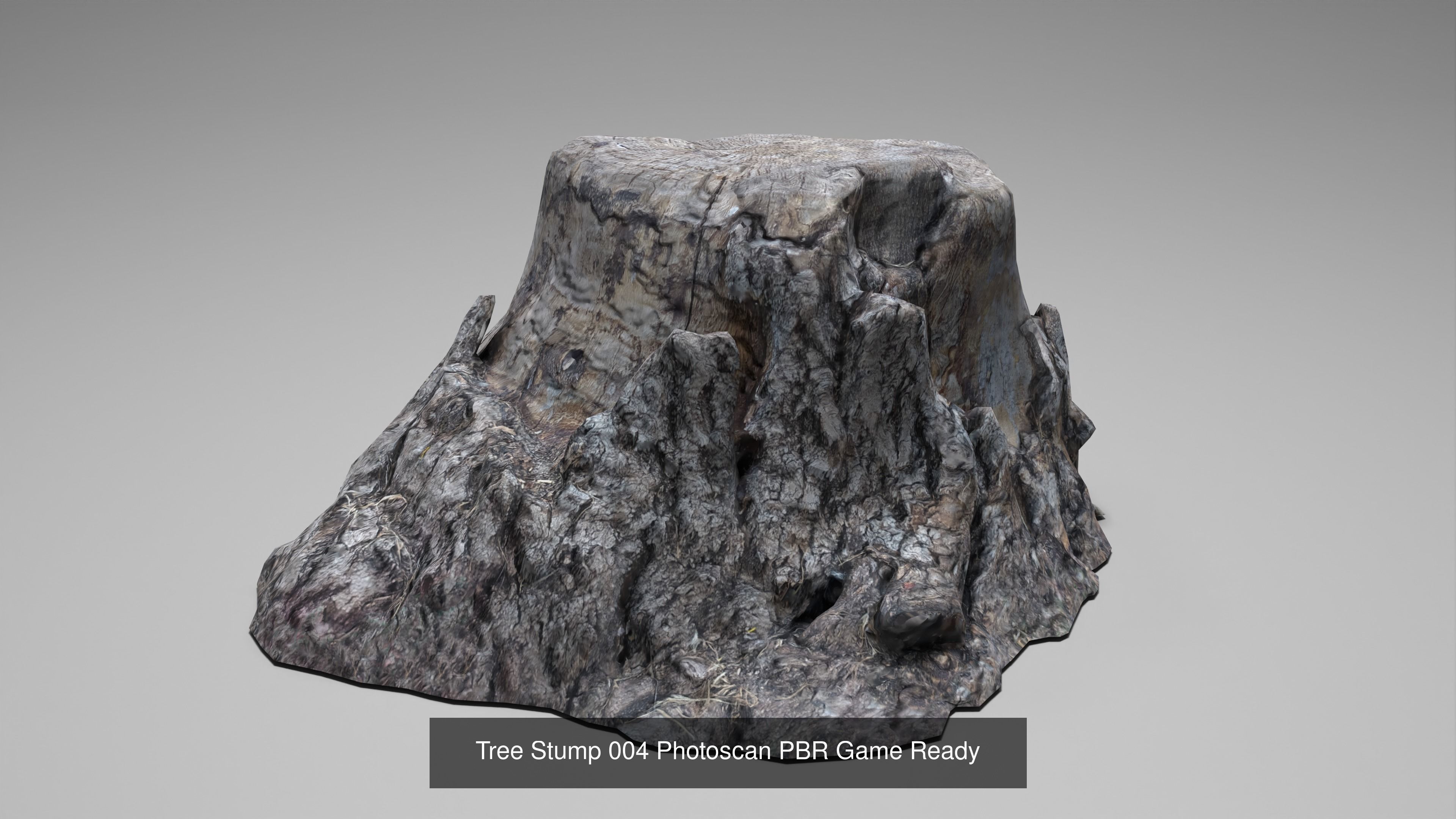 Tree Stump Collection 001-006 _18