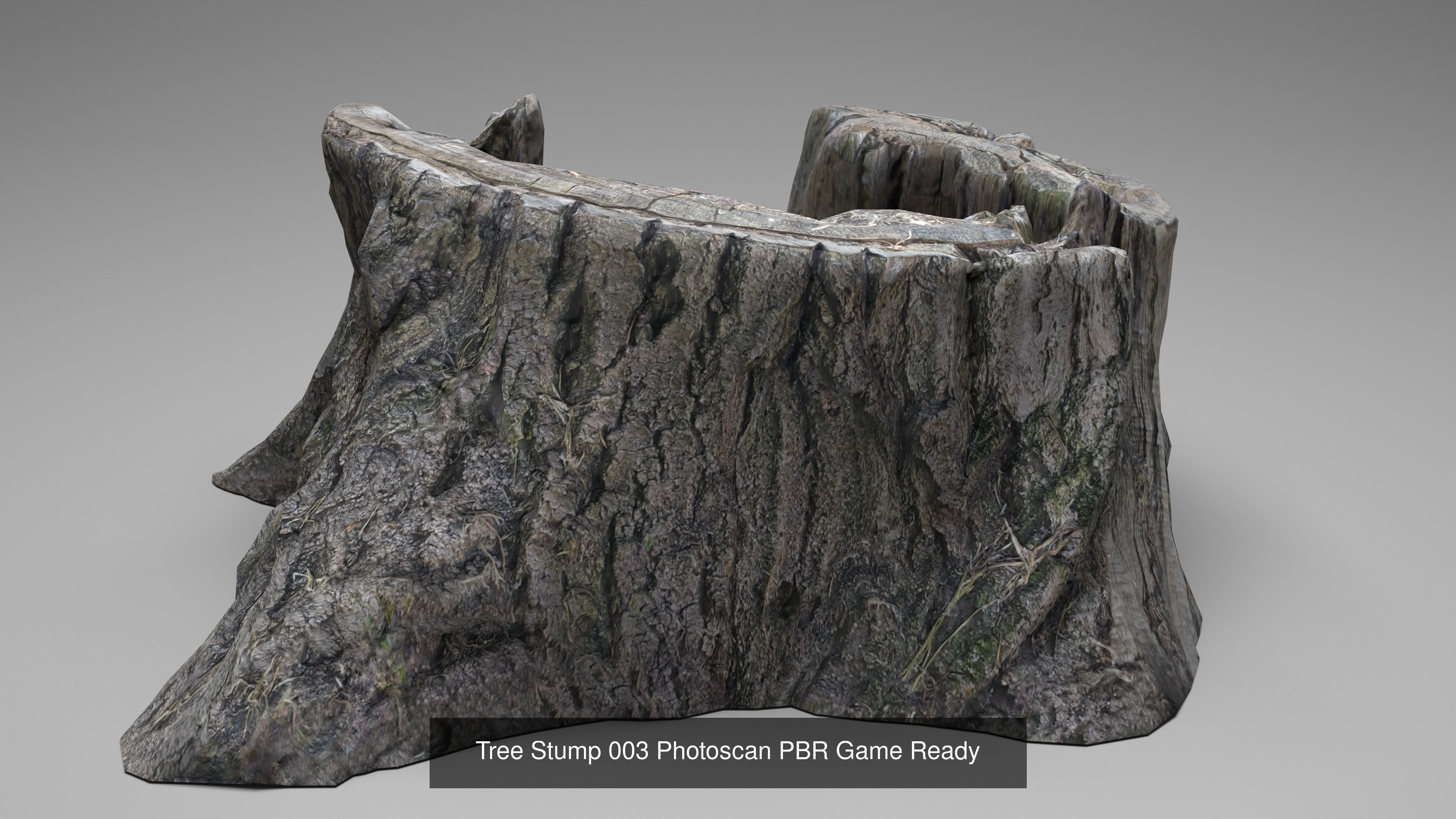 Tree Stump Collection 001-006 _17