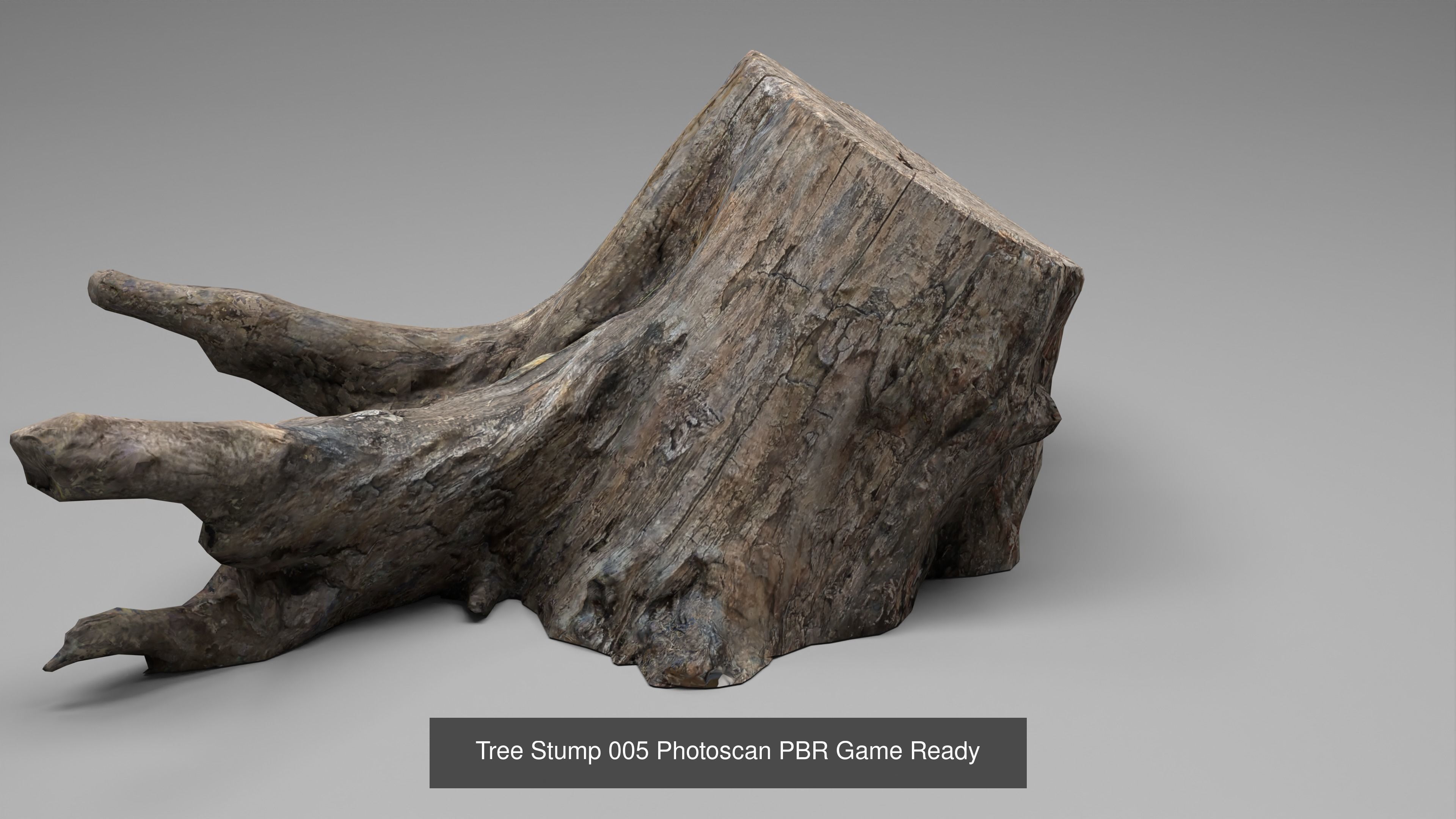 Tree Stump Collection 001-006 _19