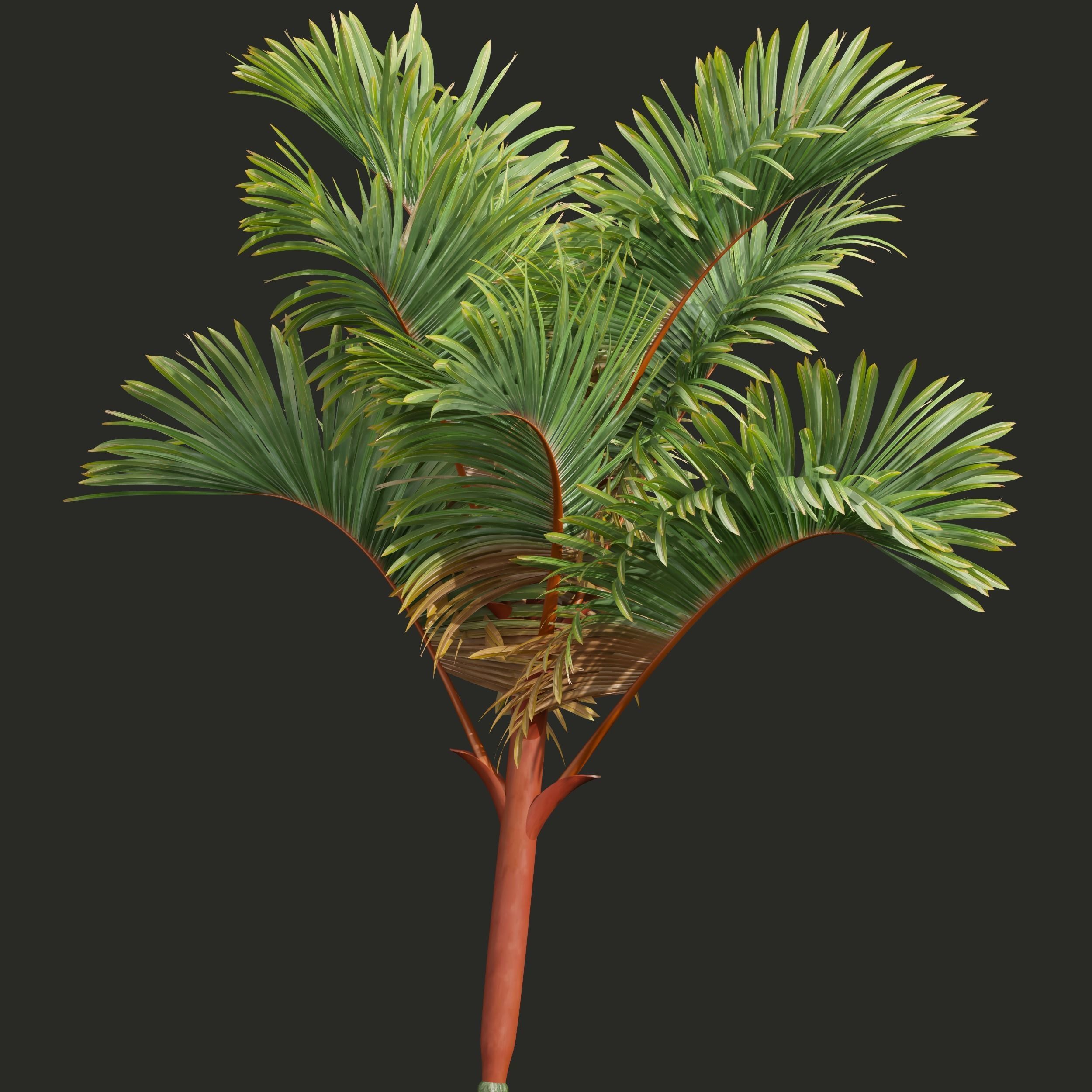 New Plant High detail Cyrtostachys Renda Medium 3D model_1
