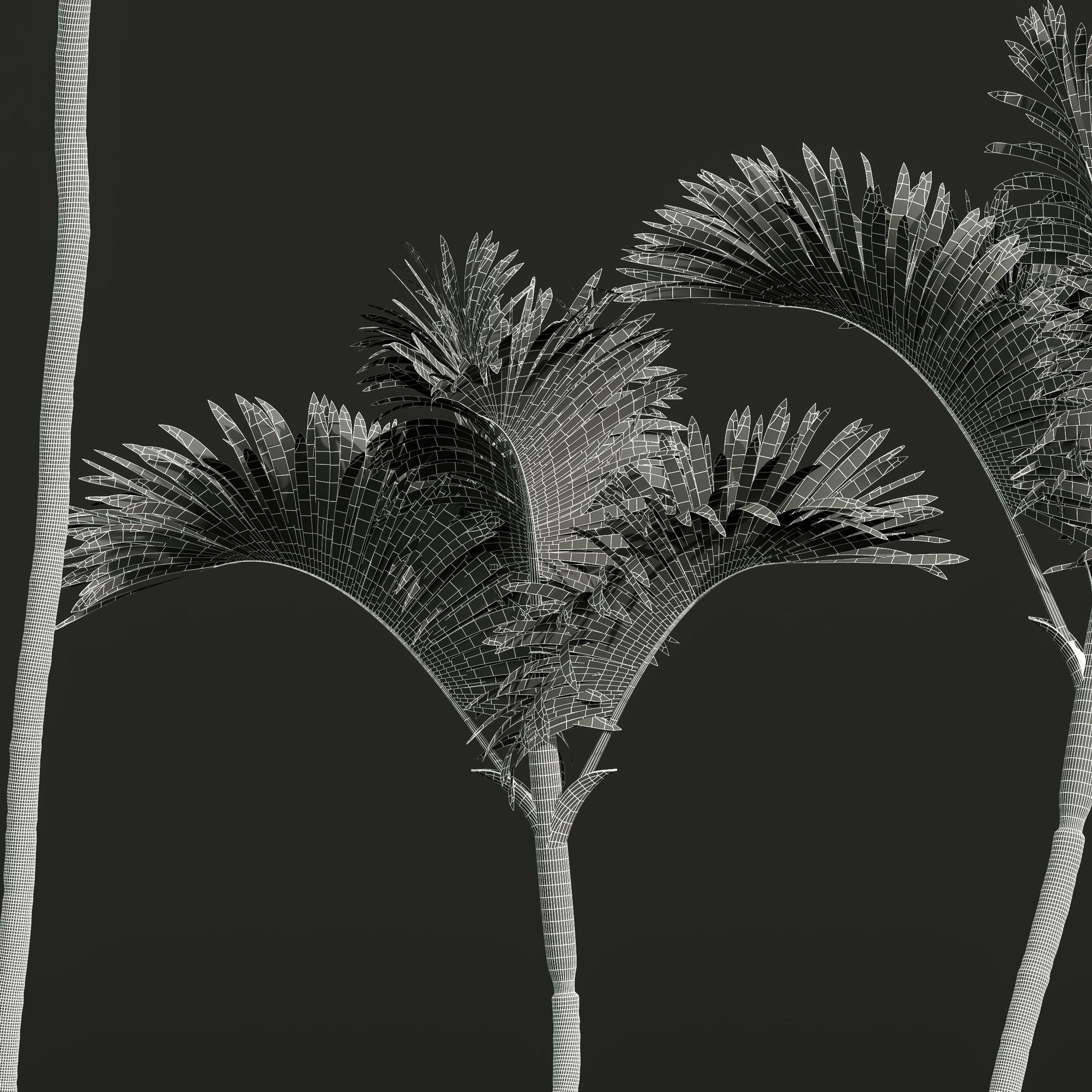 New Plant High detail Cyrtostachys Renda Medium 3D model_4