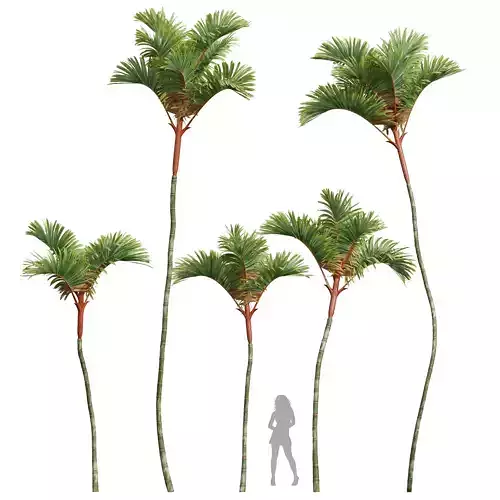 New Plant High detail Cyrtostachys Renda Medium 3D model