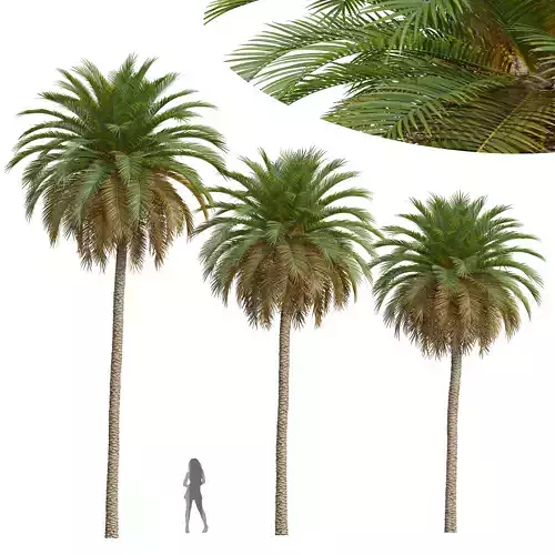 New Plant High detail Phoenix Canariensis 3D model