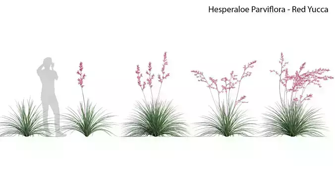 Hesperaloe Parviflora - Red Yucca