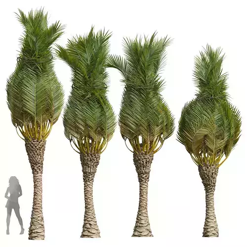New Plant High detail Phoenix Canariensis Washingtonia Robusta 3D model