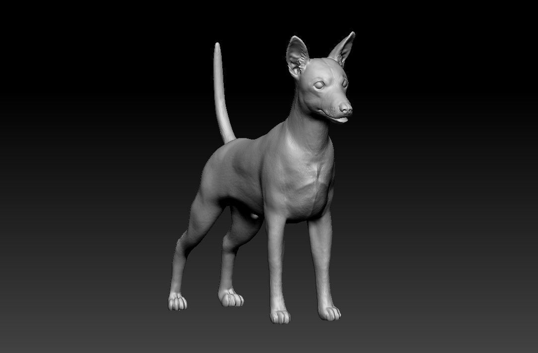 Zwerg Pinscher dog 3D print model_7