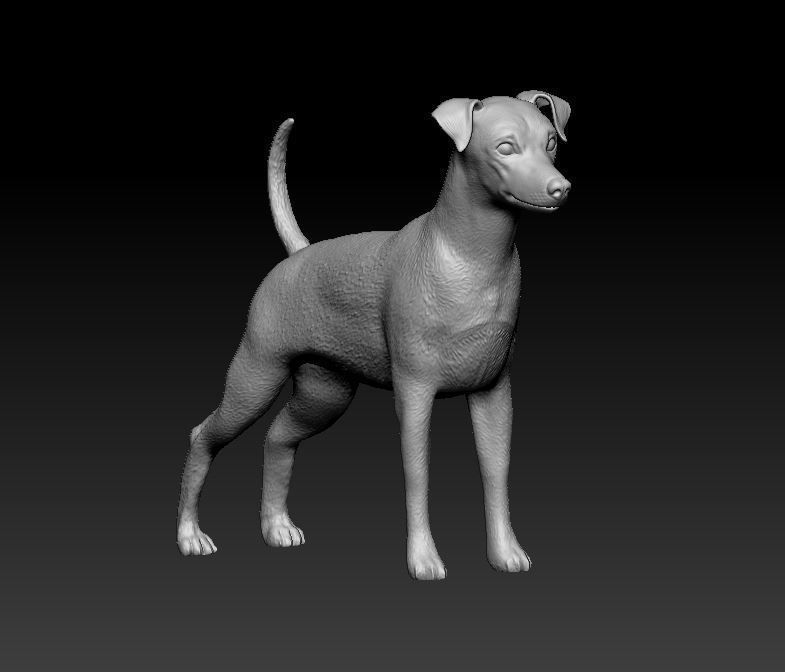 Zwerg Pinscher dog 3D print model_6