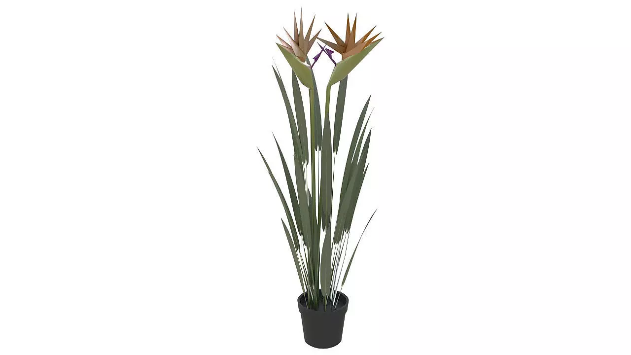 Bird of paradise plant 3D model_0