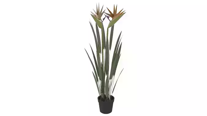 Bird of paradise plant 3D model
