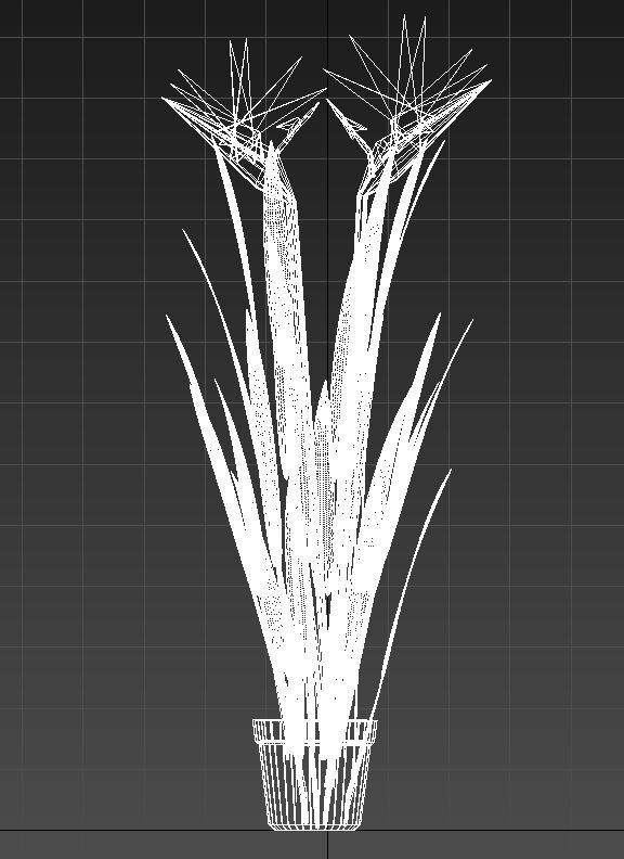 Bird of paradise plant 3D model_14