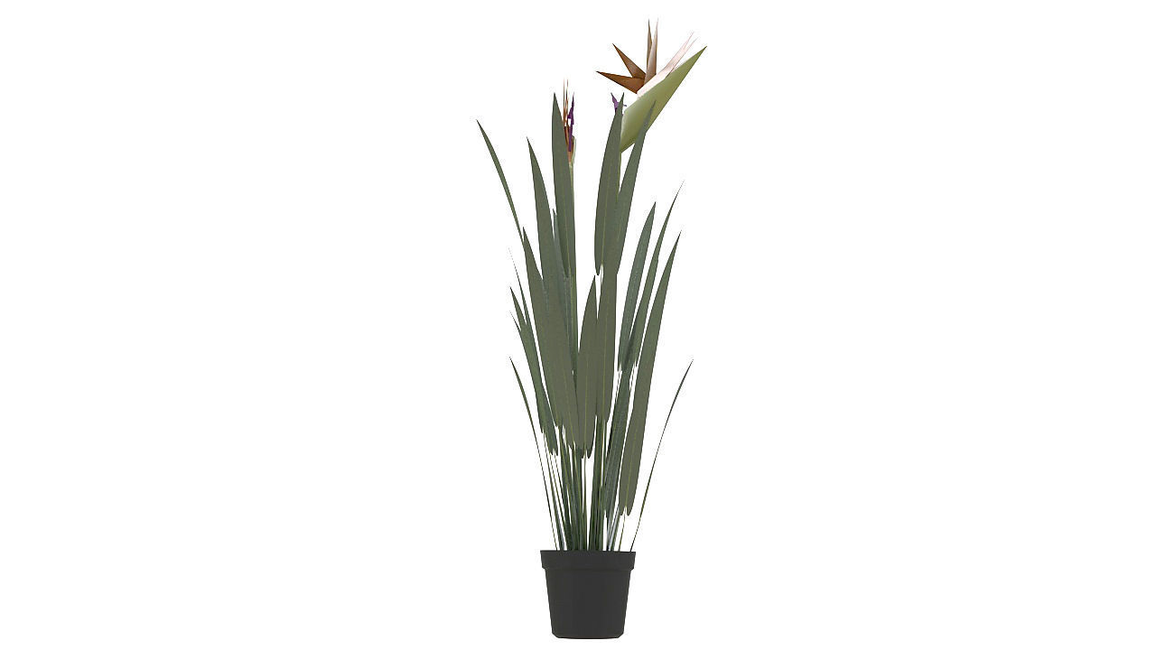 Bird of paradise plant 3D model_6
