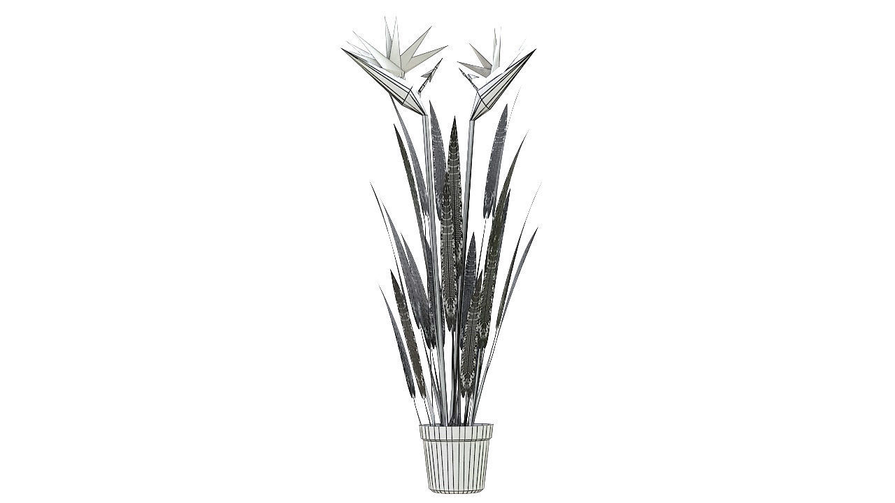 Bird of paradise plant 3D model_9