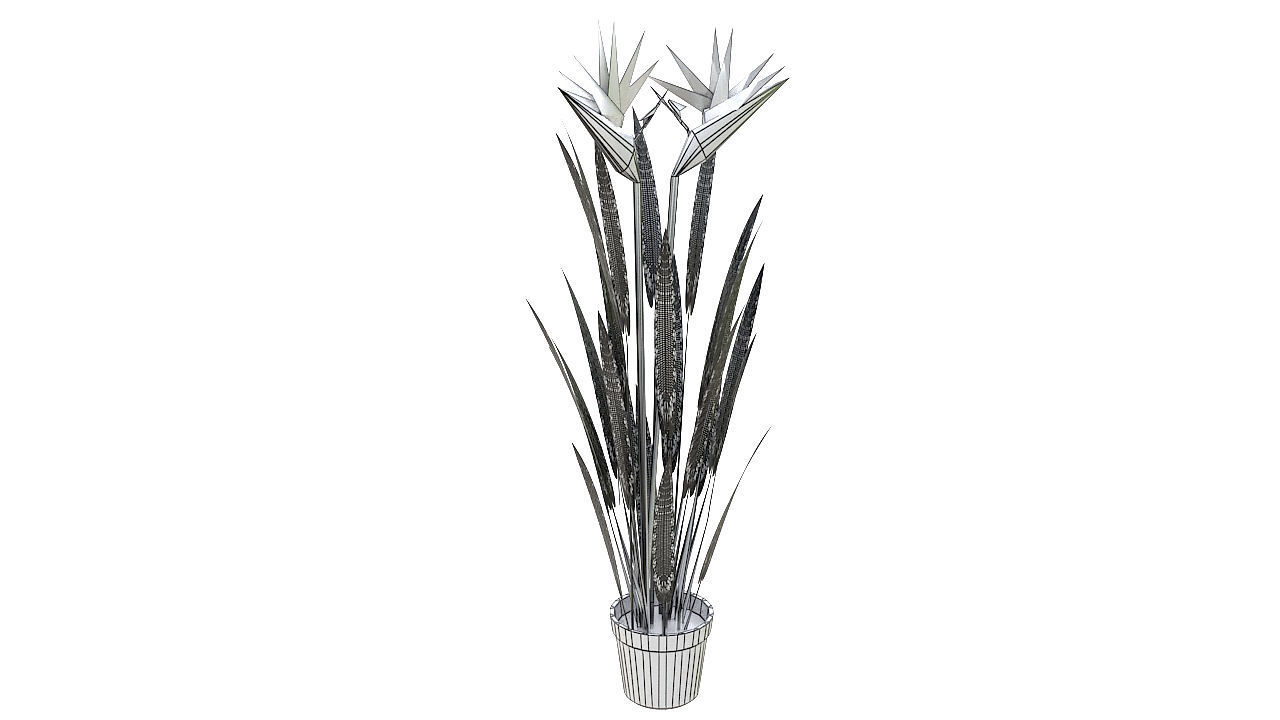 Bird of paradise plant 3D model_8