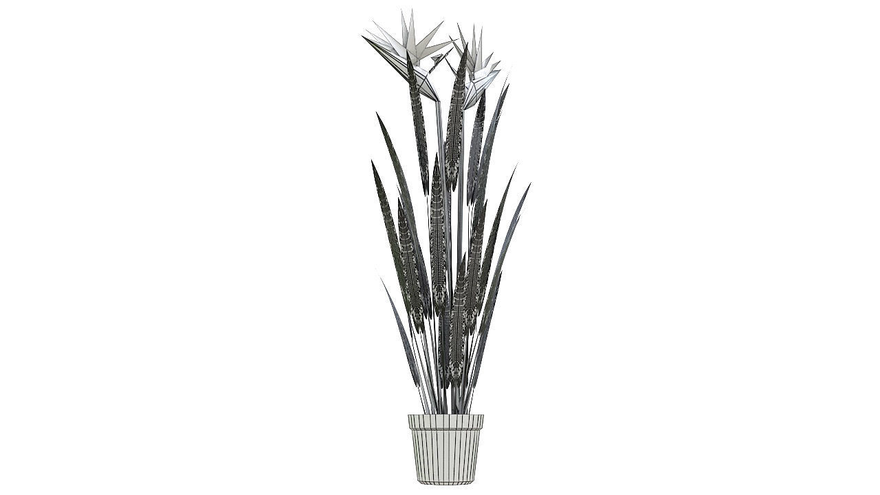Bird of paradise plant 3D model_10