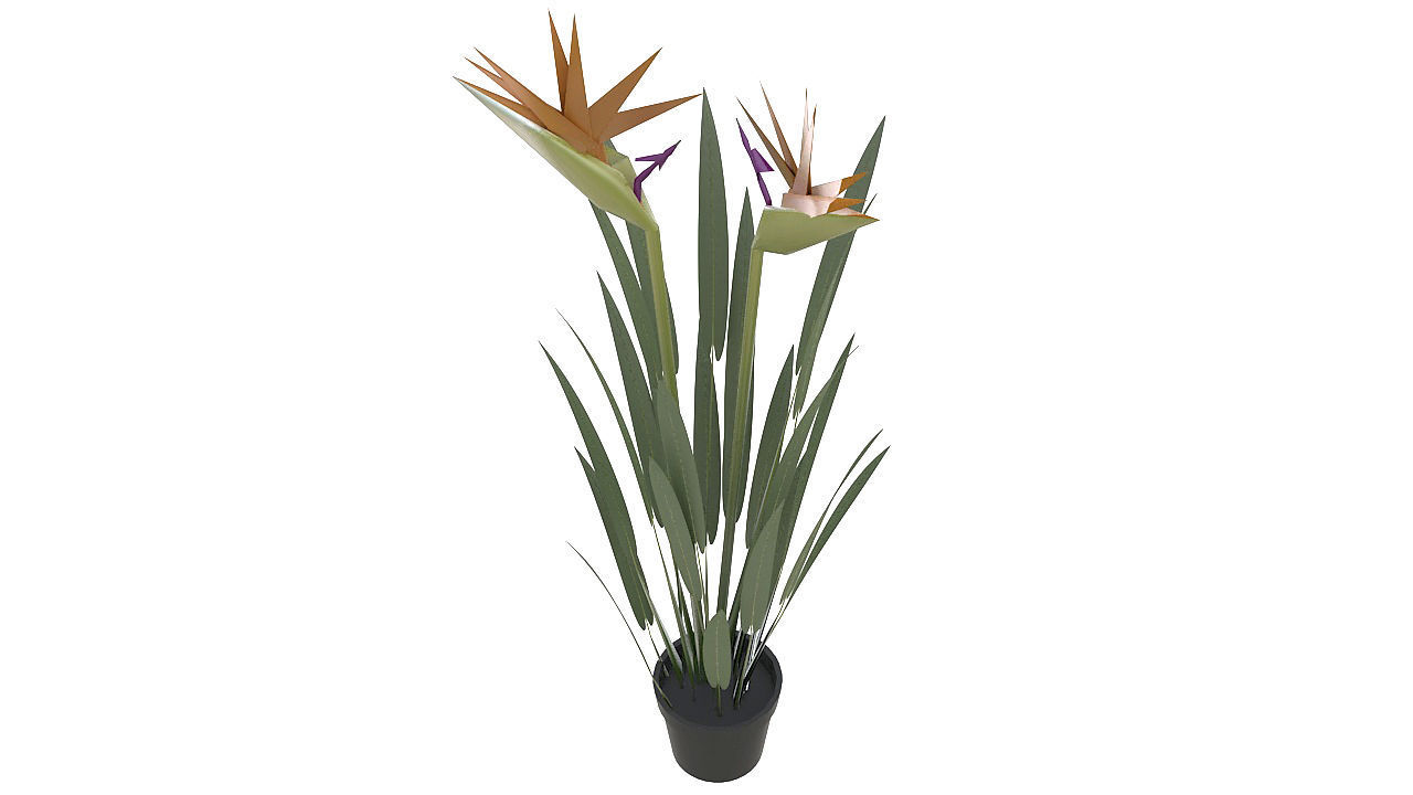 Bird of paradise plant 3D model_2