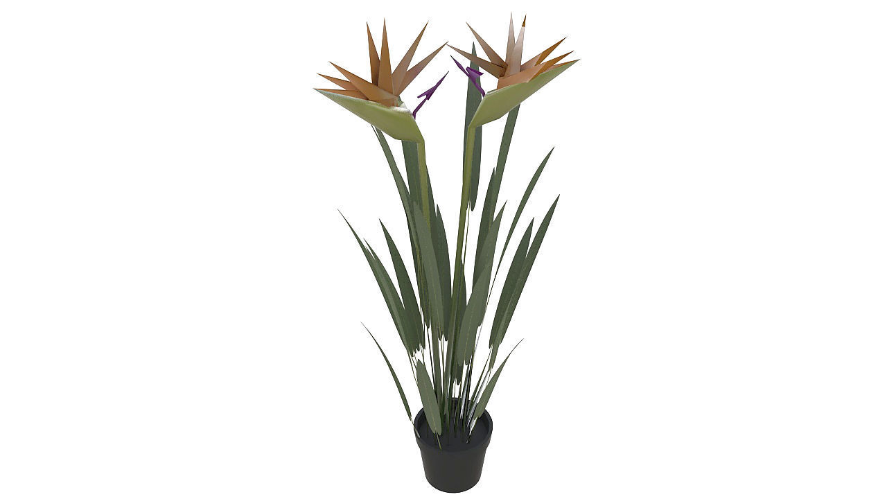 Bird of paradise plant 3D model_1