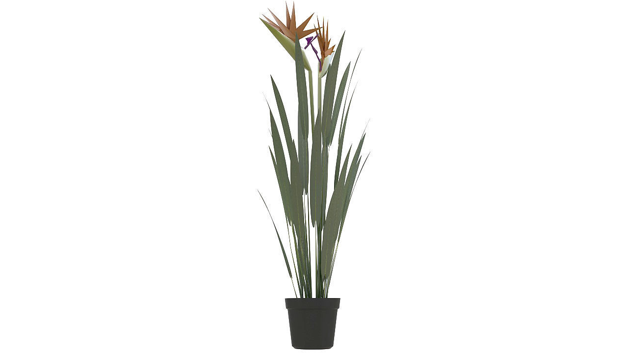Bird of paradise plant 3D model_3
