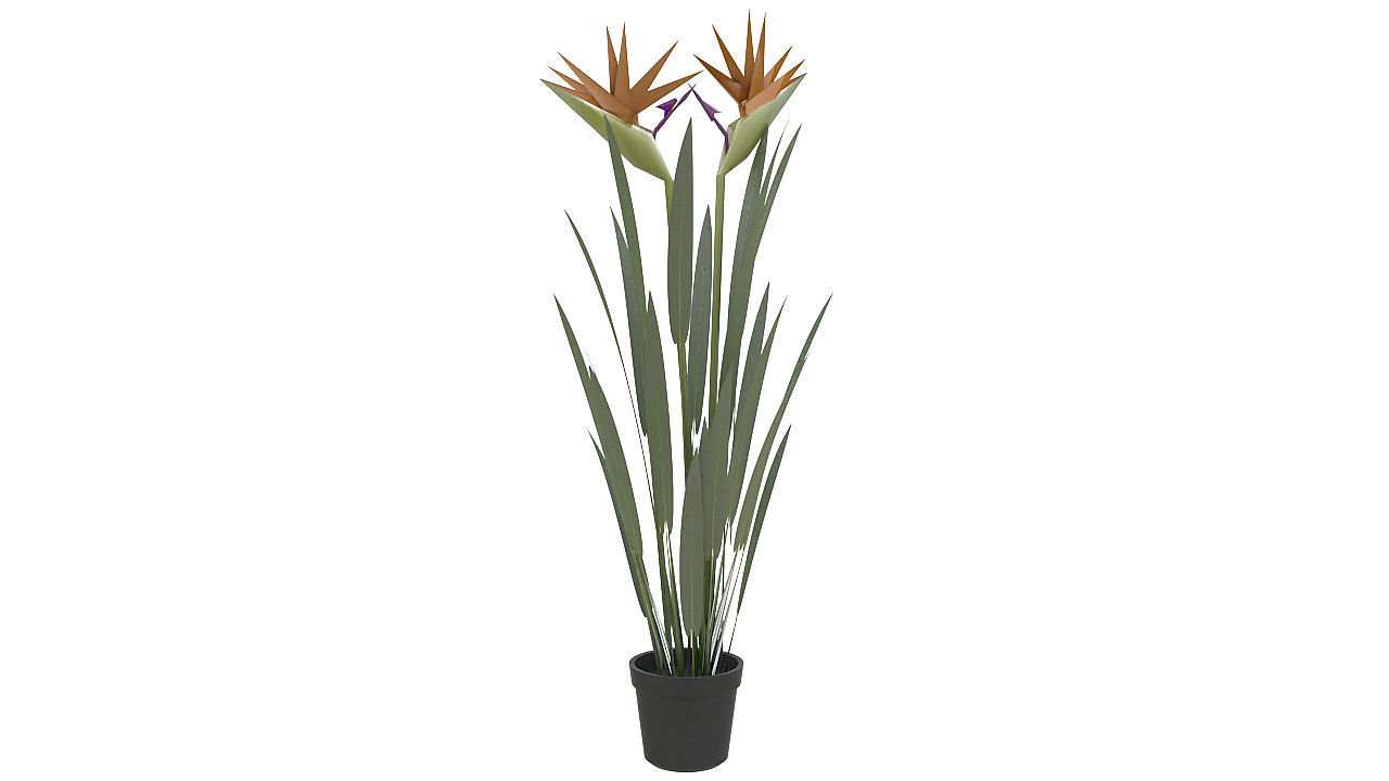 Bird of paradise plant 3D model_4