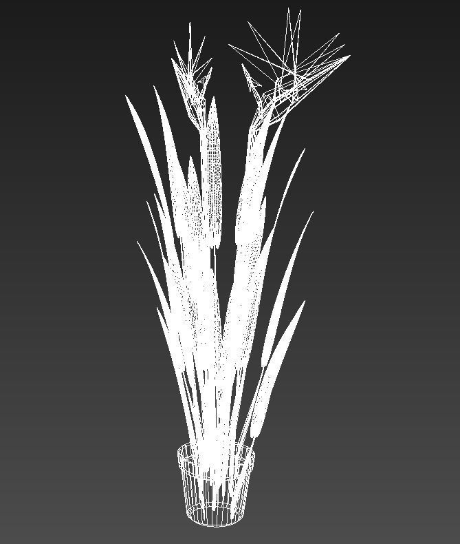 Bird of paradise plant 3D model_16