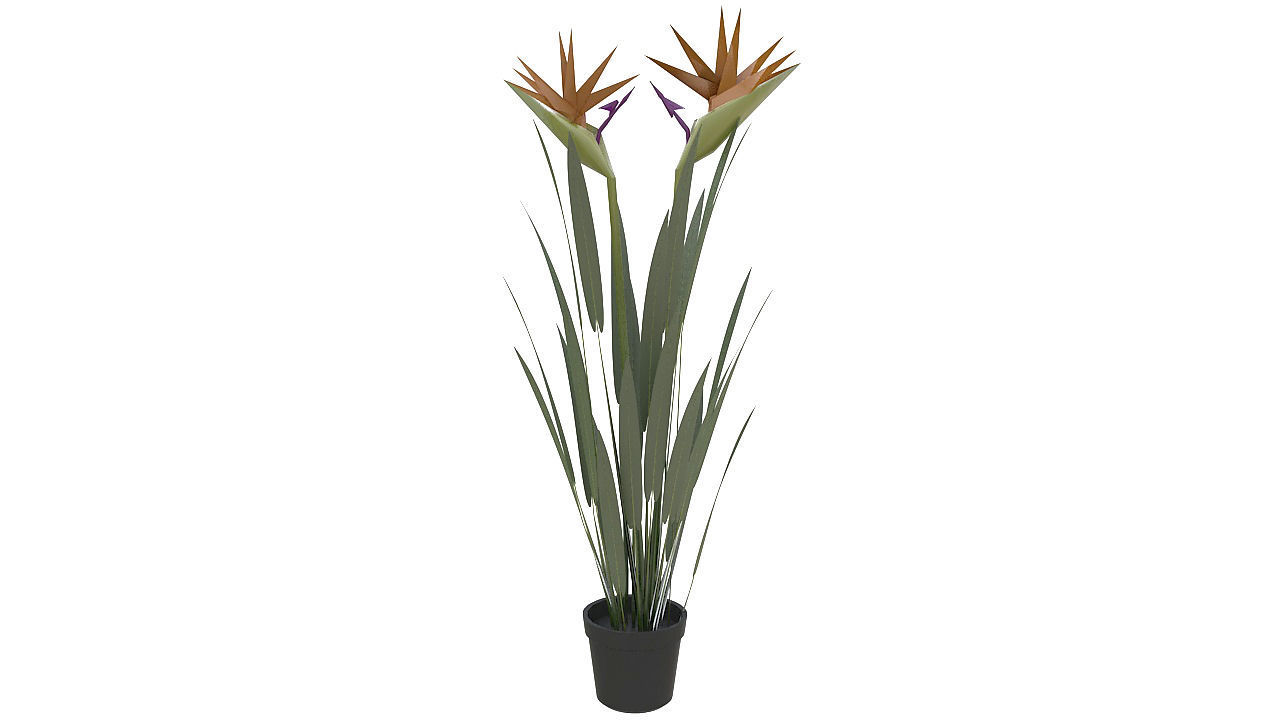 Bird of paradise plant 3D model_5