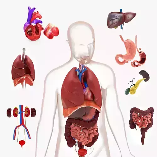 Human Internal Organs Low-poly 3D model
