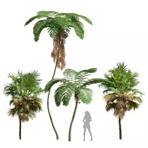 Sphaeropteris Lepifera and Acoelorrhaphe Wrightii 3D model