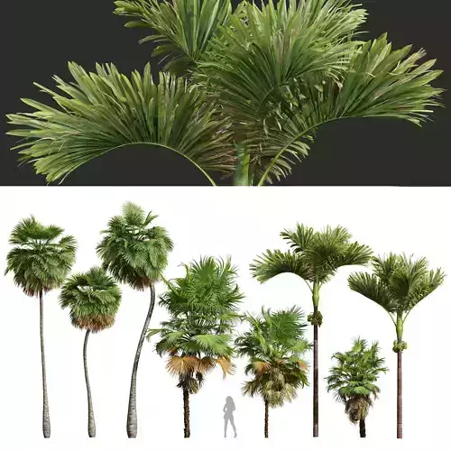 Acoelorrhaphe Wrightii and Borassus Flabellifer 3D model