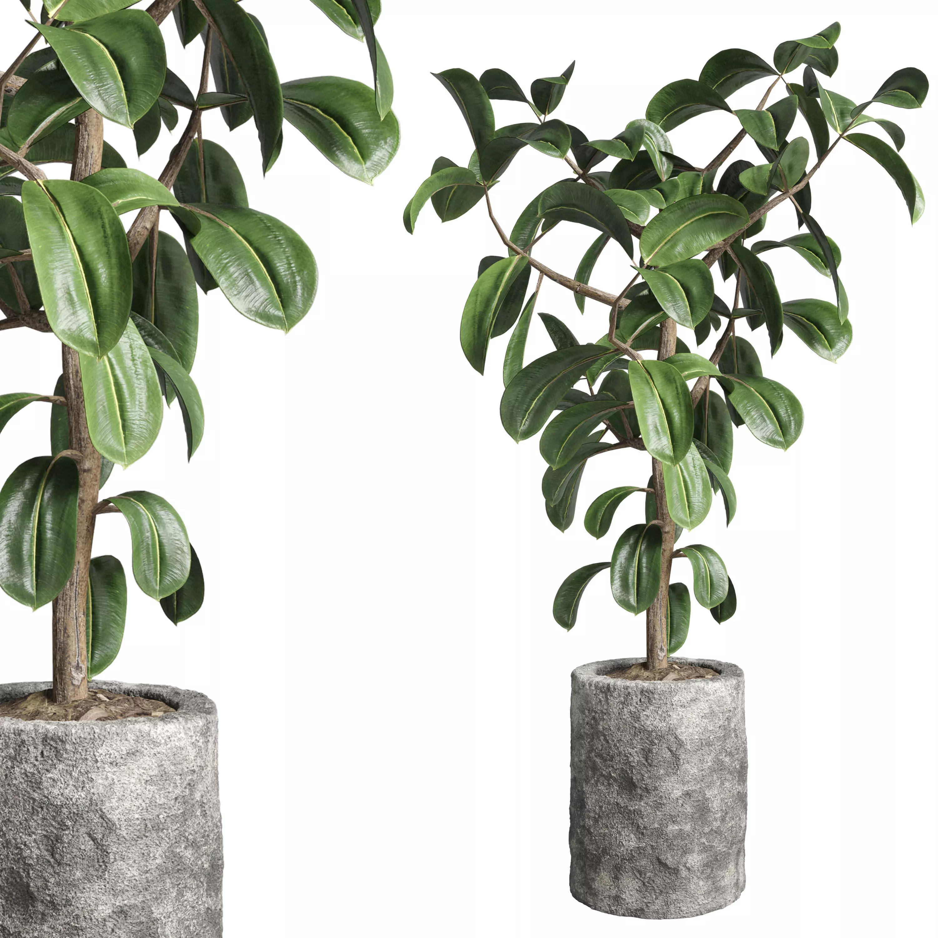 Ficus rubbery plant in stone vase Indoor plant 263 3D model