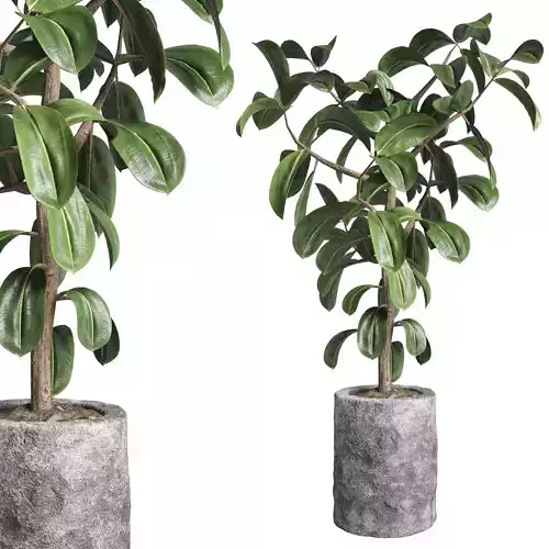 Ficus rubbery plant in stone vase  Indoor plant 263