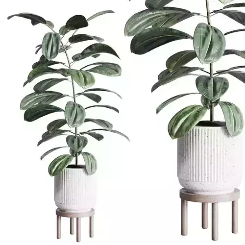 Ficus rubbery plant in concrete dirt vase  Indoor plant 261