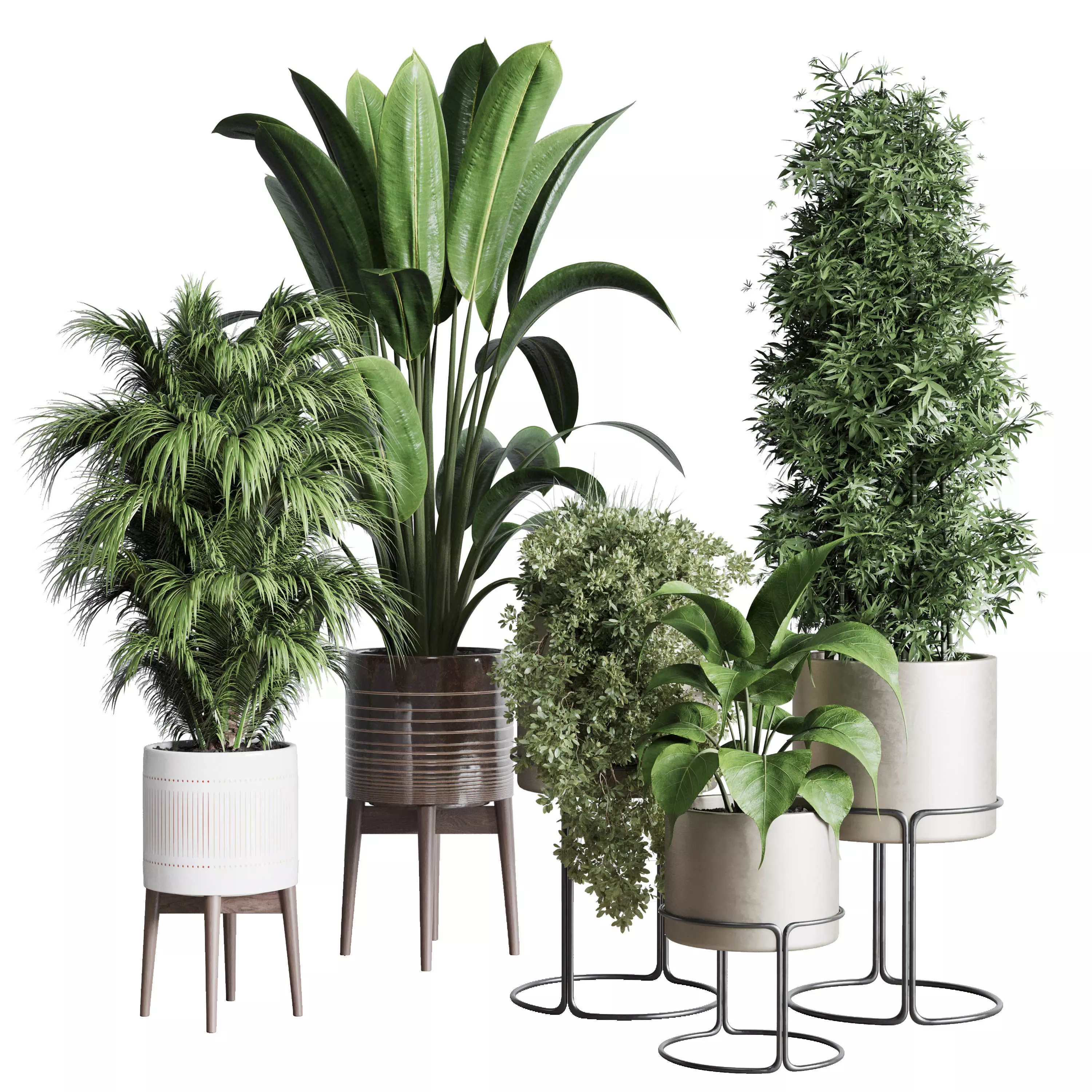 indoor plant set ficus rubbery of earthenware and patternd 3D model