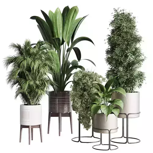 indoor plant set ficus rubbery of earthenware and patternd