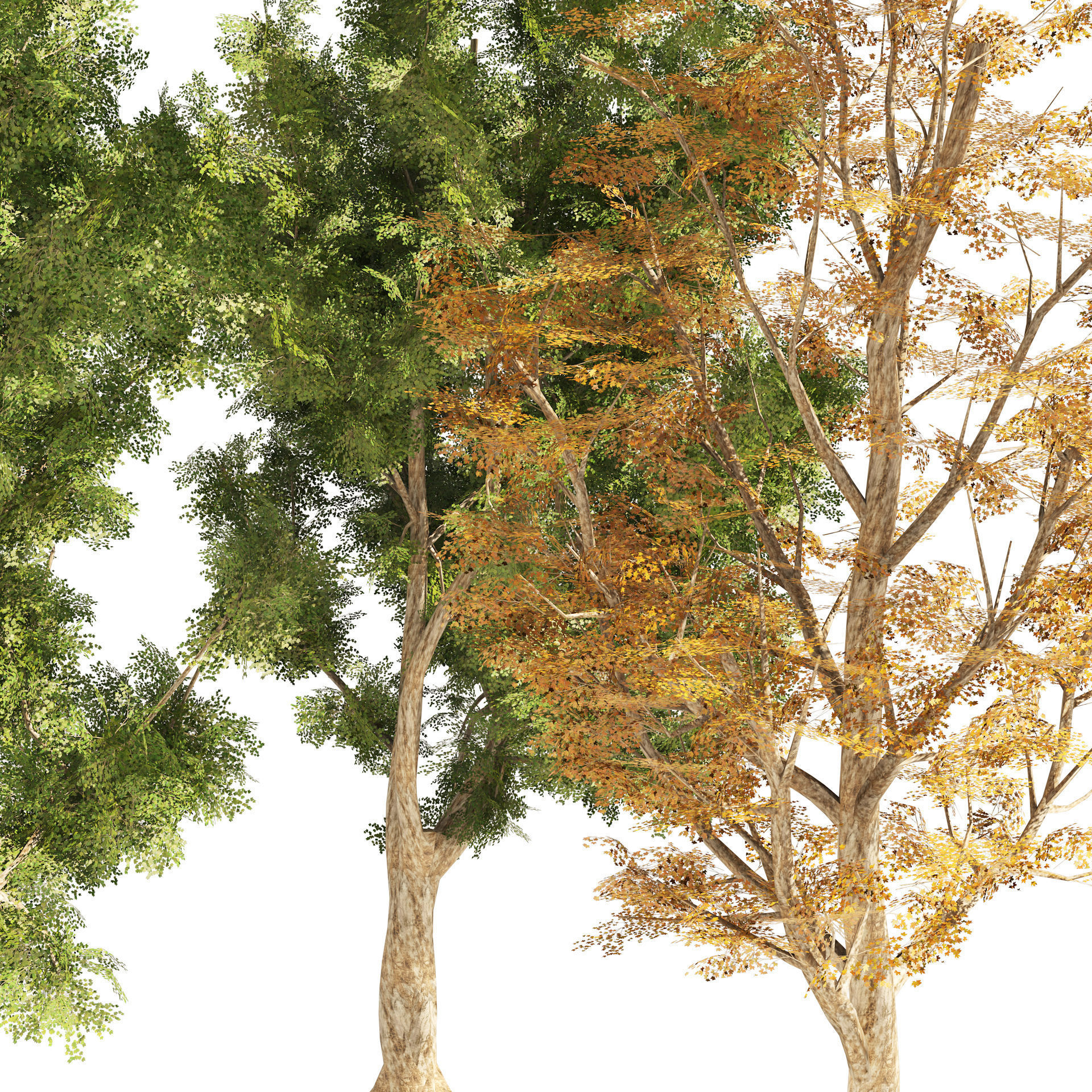 4 Summer and Fall Street london plane trees Low-poly 3D model_1