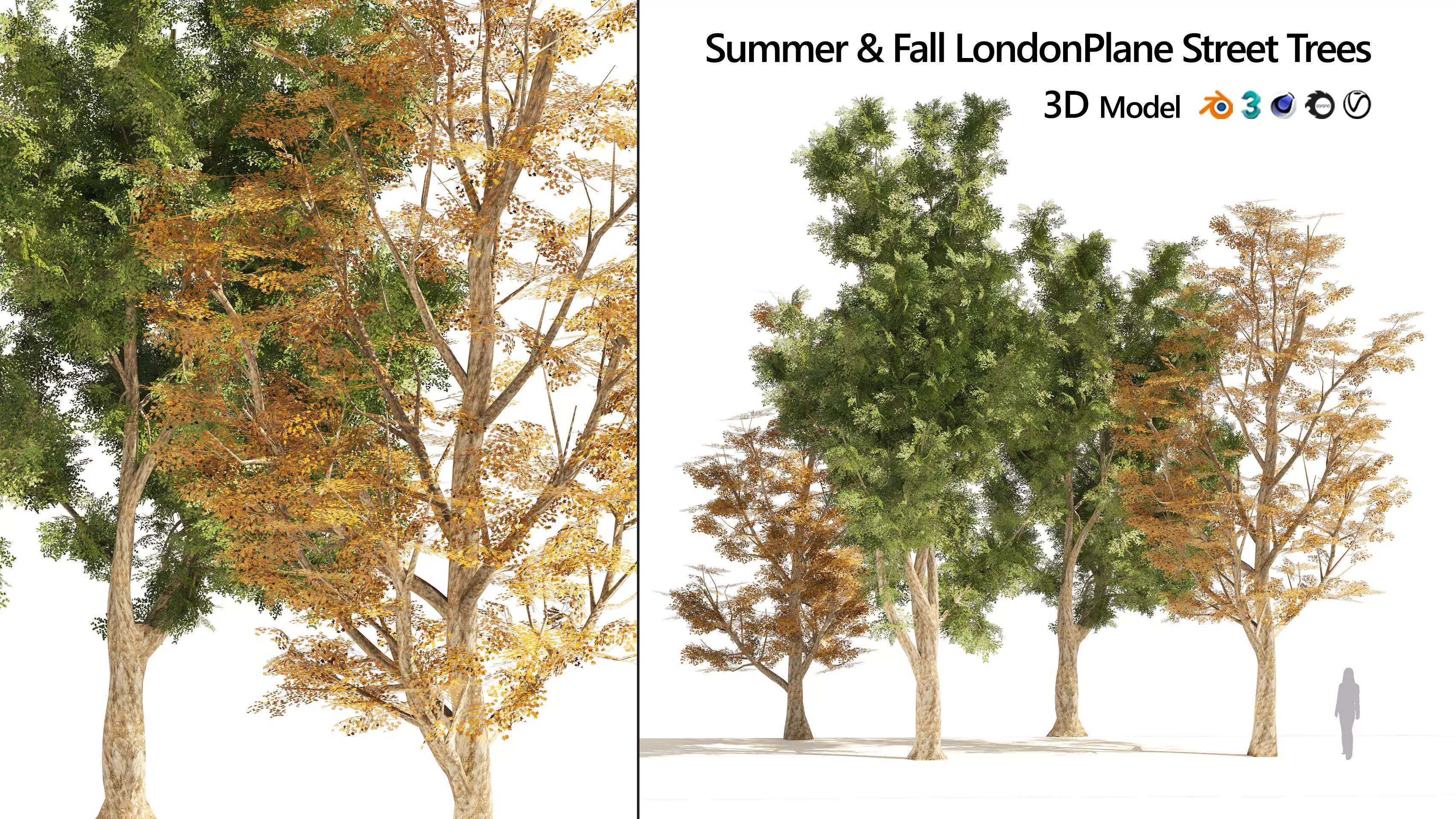 4 Summer and Fall Street london plane trees Low-poly 3D model_0
